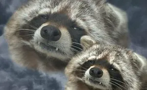 “Nocturnal Trash Posts”: 30 Of The Best Raccoon Memes This Dedicated Instagram Account Has To Offer