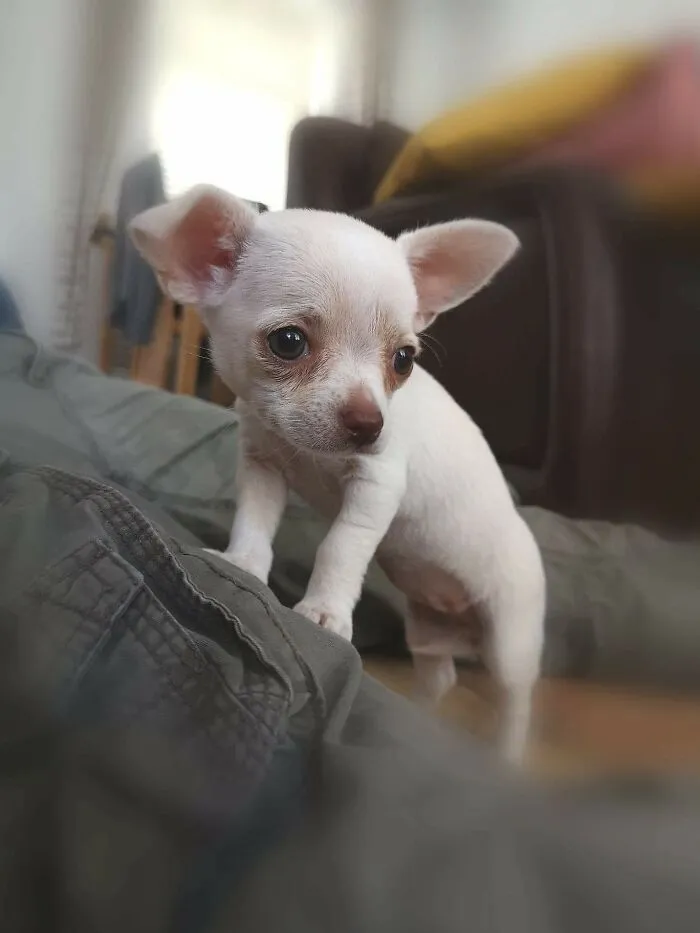 My Mom's Chihuahua, Pippa. So So Beautiful And To This Day, She's Not That Much Larger.