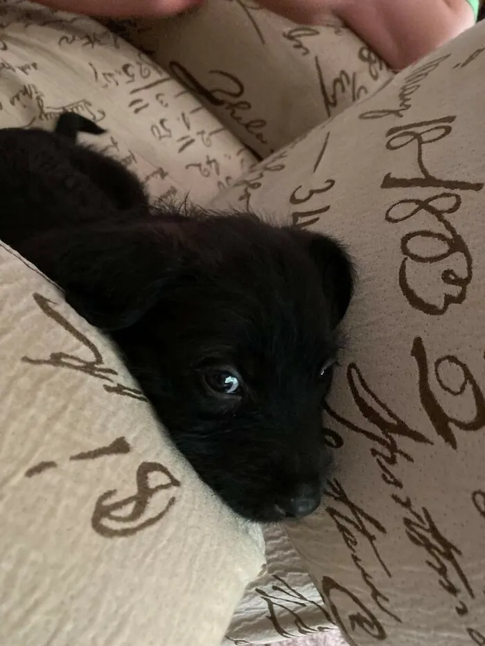 My Pup At 4 Months And 1 Month Old