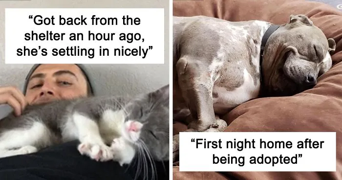 50 Of The Most Adorable Pets That Found Their Forever Home This April