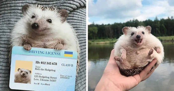 This Hedgehog Is The Most Cheerful Little Fellow Who Might Make You Smile (27 Pics)