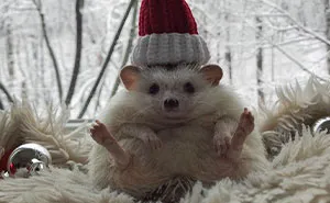 This Hedgehog Is The Most Cheerful Little Fellow Who Might Make You Smile (27 Pics)