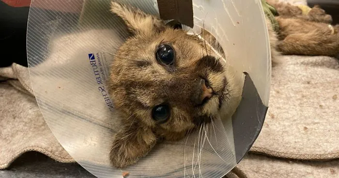 Oakland Zoo Rescues And Rehabilitates A "Feisty" Starving Mountain Lion Cub