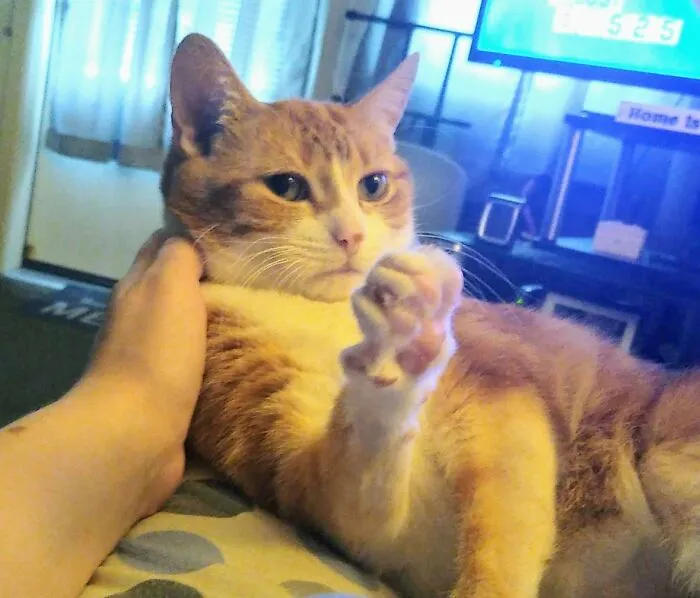 Marley Telling Me Shut Up And Keep Petting Her.  "Talk To The Paw."