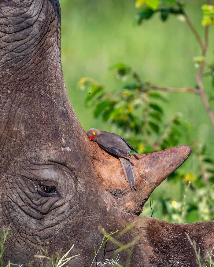 30 Impresionantes fotos de animales compartidas por la revista Decisive Moments