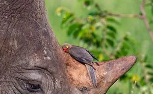 Here Are The 30 Most Jaw-Dropping Animal Photos, As Shared By "The Decisive Moments Magazine"