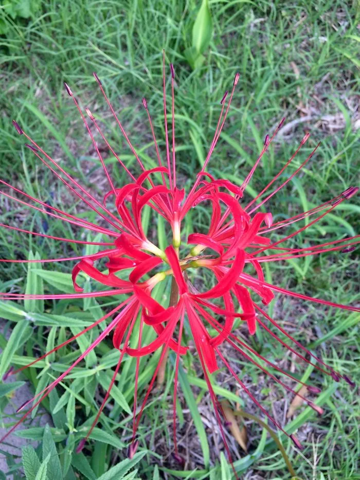 Blooming Agave