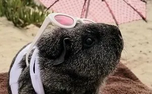 Hey Pandas, Post Your Favorite Things About Warm Weather (Closed)