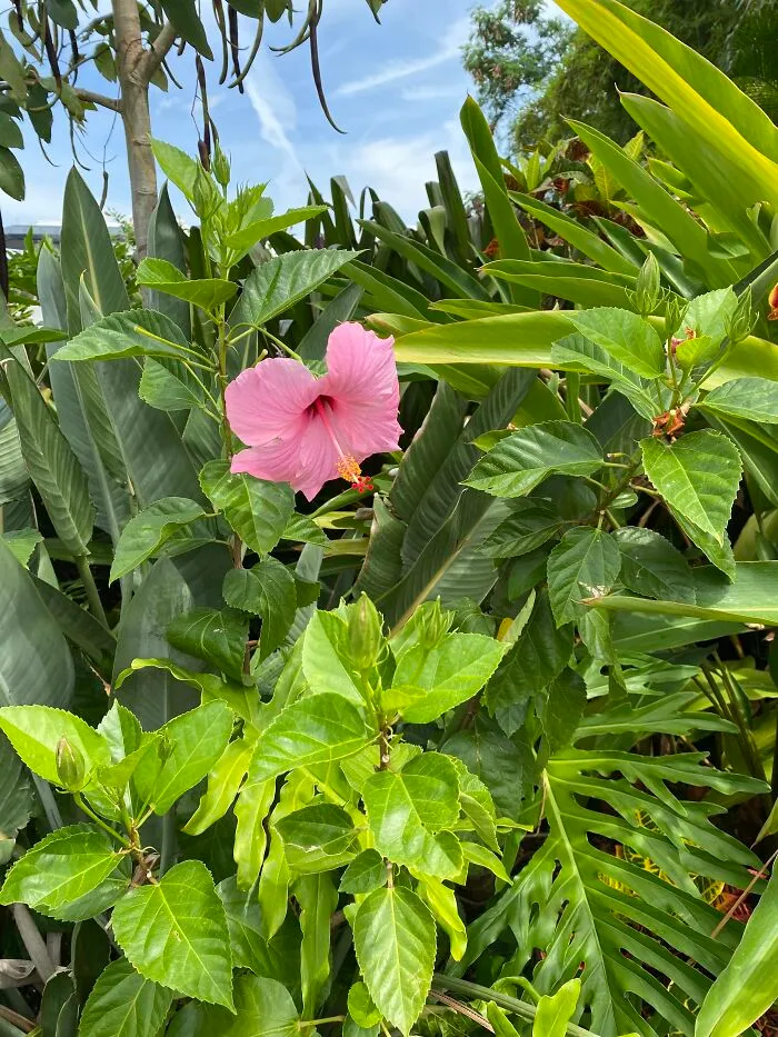 There Was A Typo In This Flower’s Invitation To The Party.