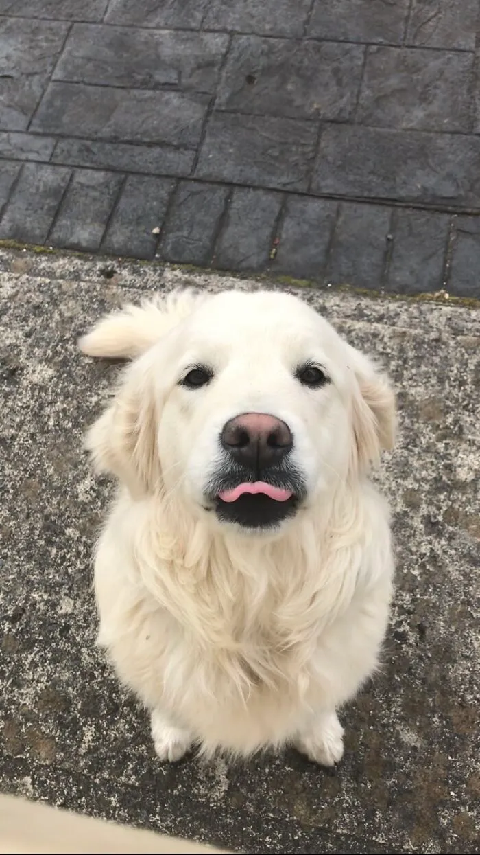 I Tried To Get A Nice Pic Of My Dog But She Got Rude With Me
