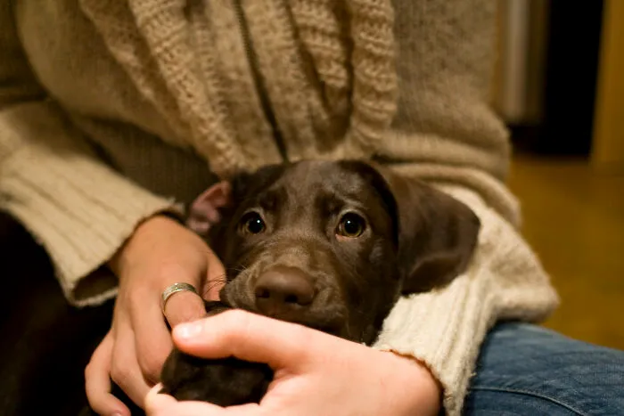 Dogsitting