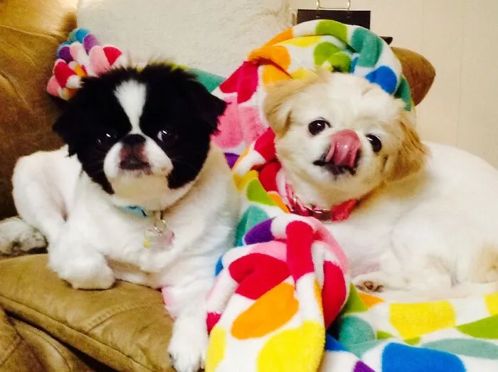 Lucy And Taffy
