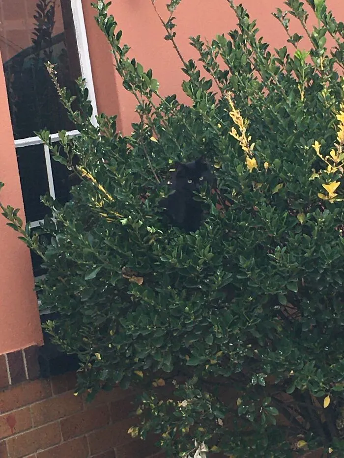 Meez Found A Tree