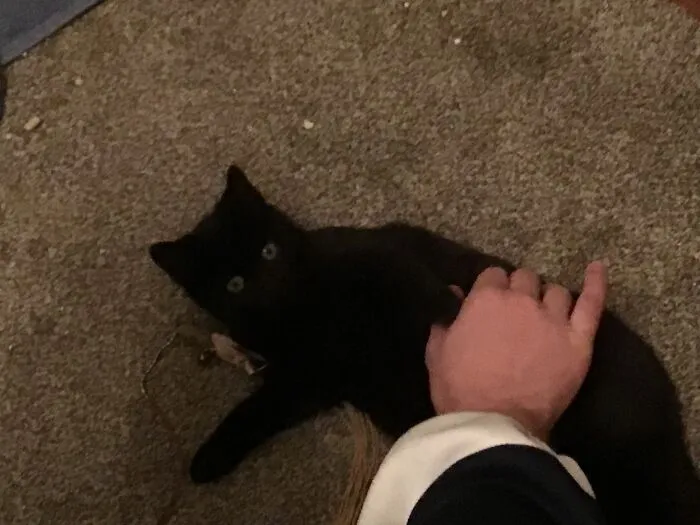 This I Olthar Not Mine Just Mostly Raised Him( Was Hella Derpy ) Loved Being A Menace To My Sanity