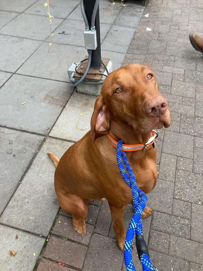 This Is Kai! Good Boi