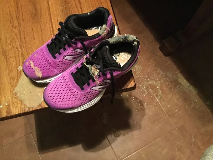 Cats And Freshly Laundered Athletic Shoes