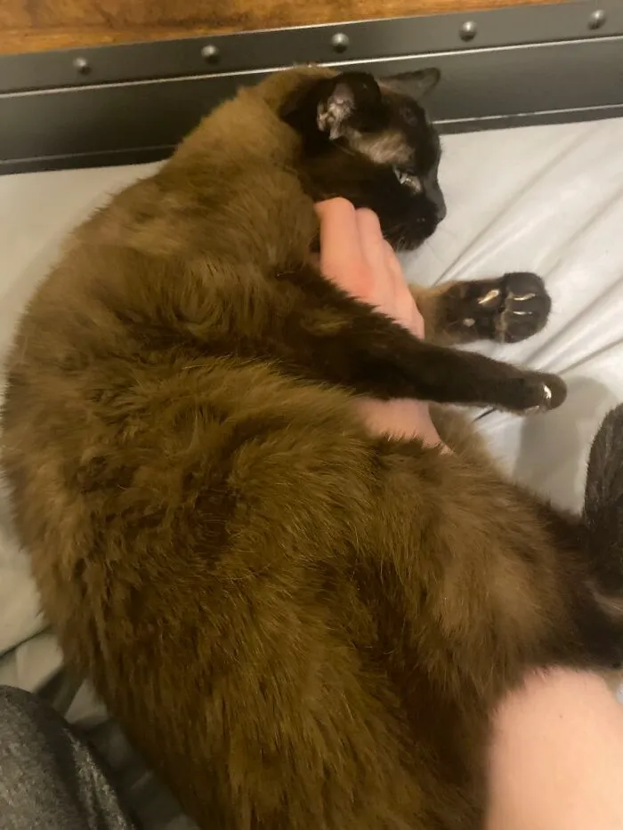 He Curls Up Into A Ball In An Attempt To Keep My Hand Where He Wants It To Be, Petting His Belly.