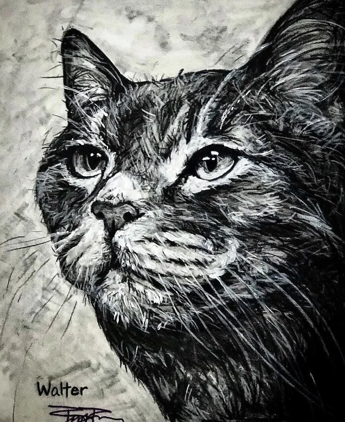 Walter The Hospital Kitty
