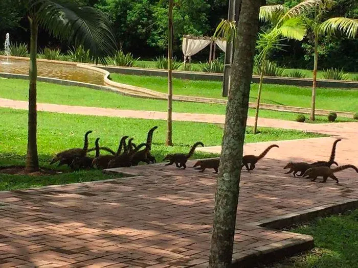 These Miniature Dinosaurs