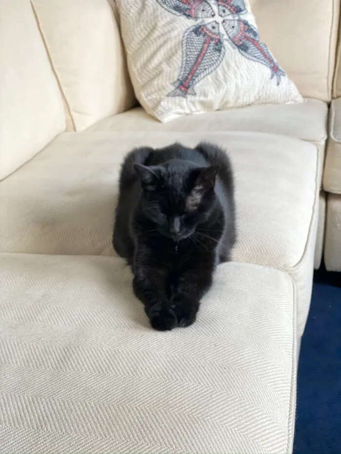 Queen Of Sheba