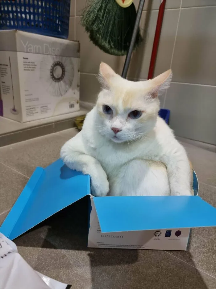 Got A Weird Looking Cat In The Trap
