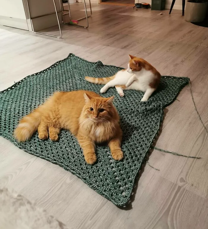 Mi novia puso su proyecto de crochet en el piso para medirlo. No pasaron ni 30 segundos… 