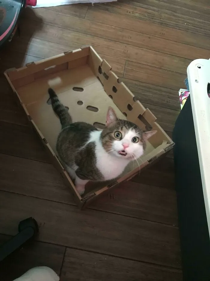 He Dragged The Box All The Way Over To Me To Show Me It Worked!!