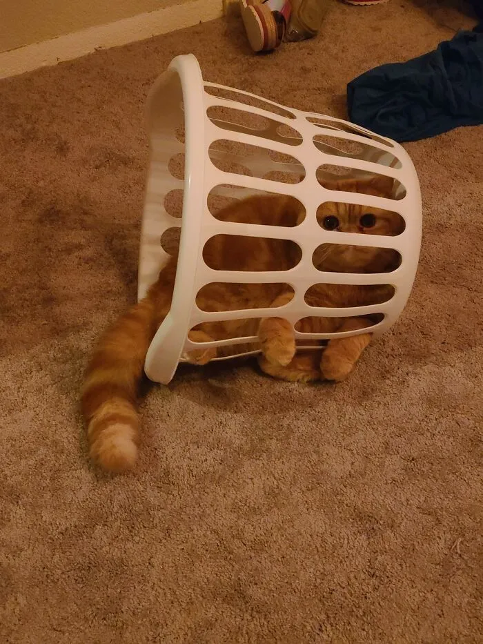 Nunca conocí a un gato al que le gustaran tanto los cestos como a Gary