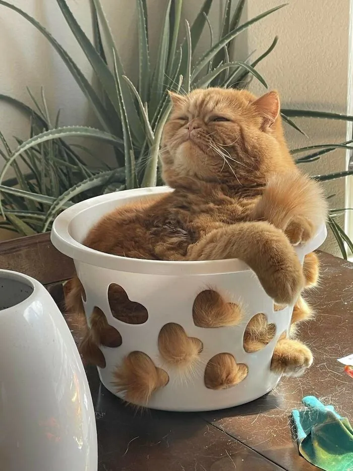 Not Only Has The Catrap Worked, But Gary Has Basically Moved In At This Point