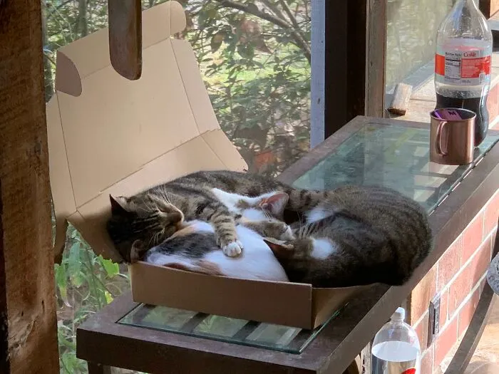 The Cat Trap Worked Better Than Expected