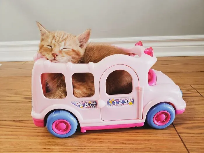 My Niece Is Fostering Kittens, And Her Daughter Left A Toy On The Floor