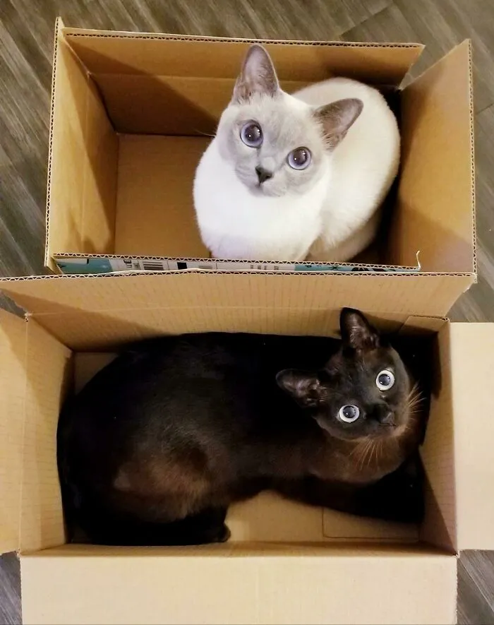 Una trampa para cada gato