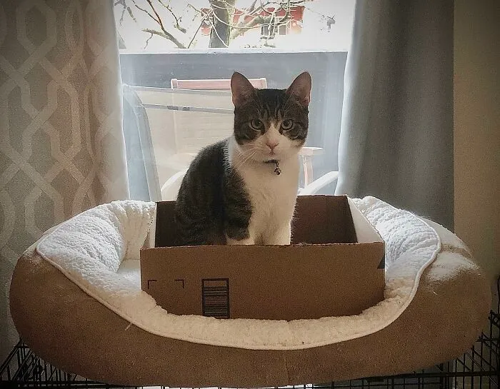 Refused To Use His New Bed Until Now - Check Mate Buddy