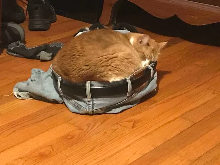 Al gato de la familia le gusta dormir en mis pantalones