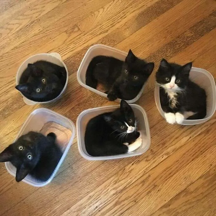 Captured The Entire Gang