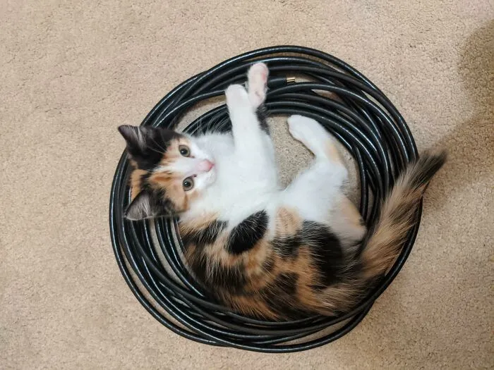 ¿Esto cuenta? Siempre se sienta en el medio de este cable