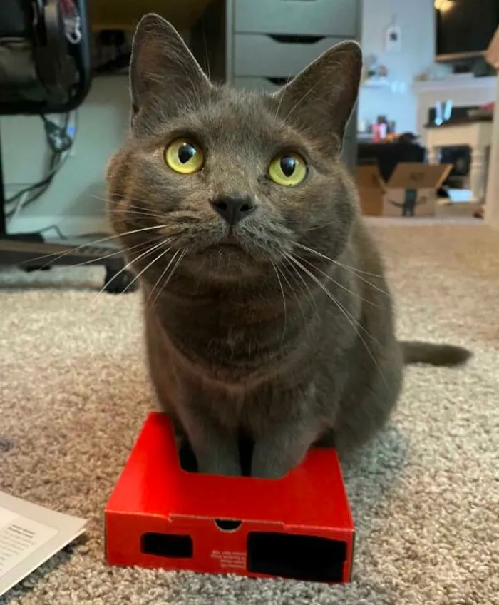 Tiny Trap For Tiny Feet
