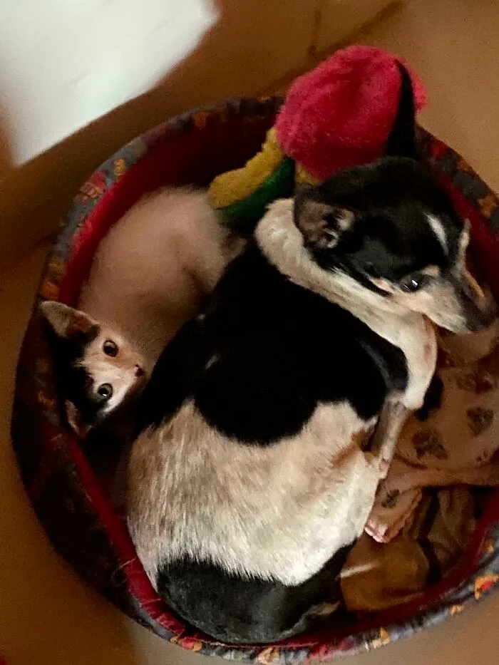My Mother-In-Law Is A Great Soul That Adopts Every Stray Cat Or Dog Who Dare Enter Her House. Meet Big Brother And Little Sister!