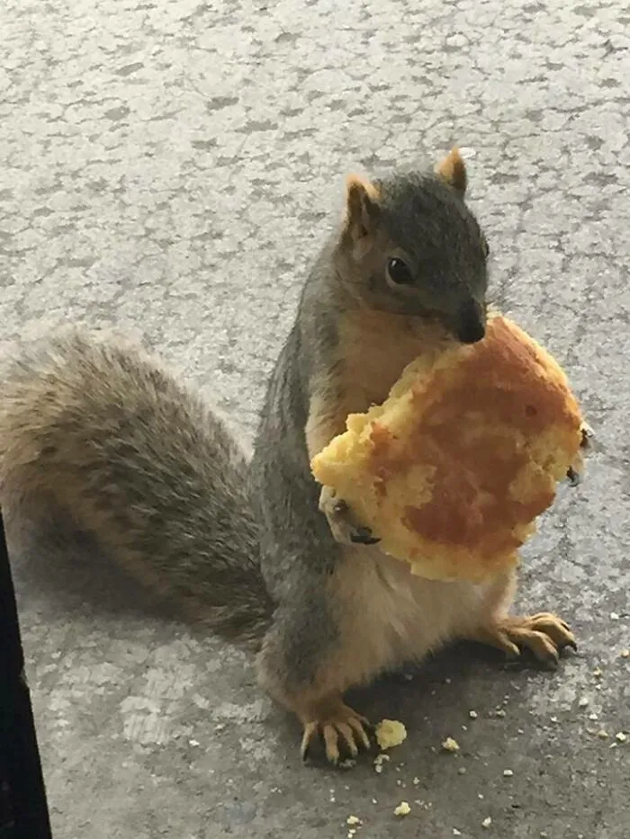My Mother-In-Law Owns A Store. This Little Guy Waits Every Day For A Treat.