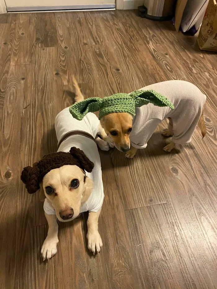 My Mother In Law Makes Dog Costumes Every Week For My Wife Who Is A School Teacher As Part Of Their Virtual “Theme Thursdays.” This Week’s Theme Was Star Wars