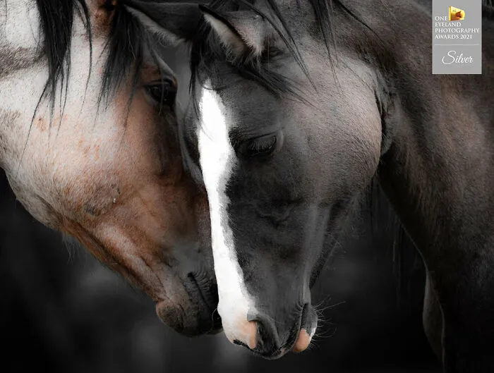 "Connected" By Valerie Henry. Silver In Nature, Wildlife
