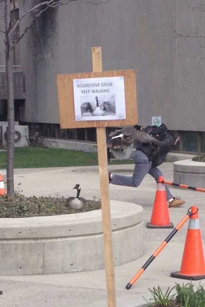 Scary Geese