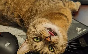 50 Funny Pets Who Know No Boundaries When It Comes To Personal Space