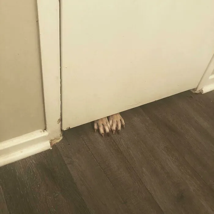 Adopted A Dog