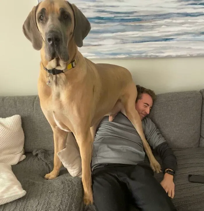 Mi perro no tiene sentido del espacio personal