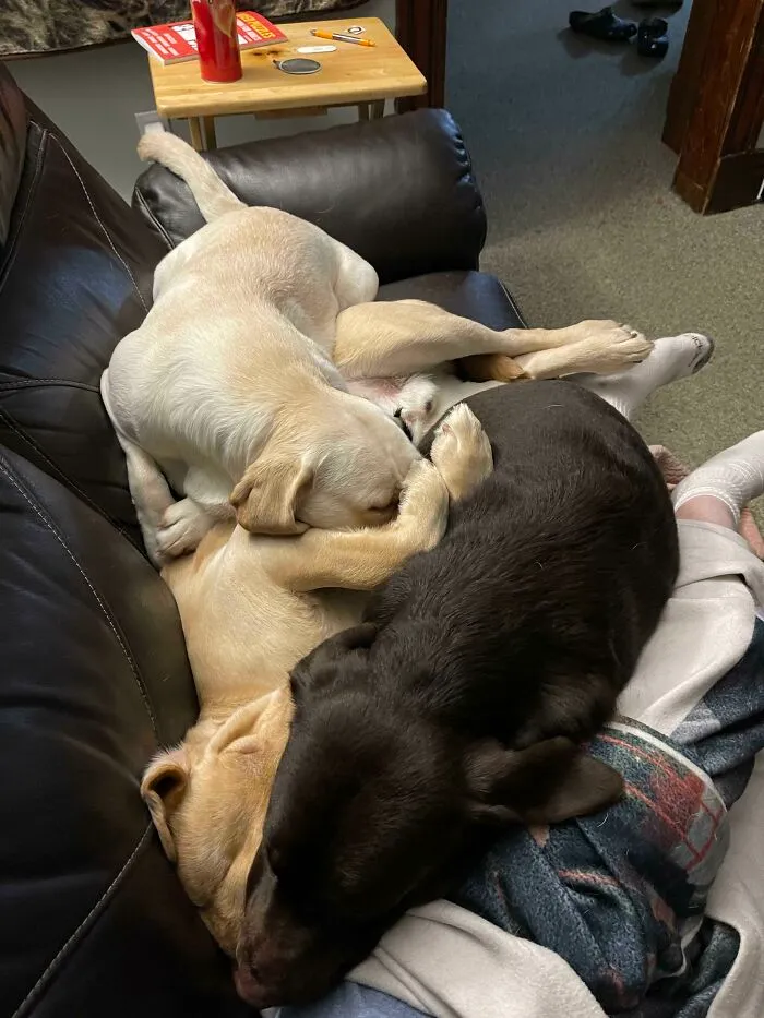 Trying To Teach The Pups About Personal Space. It Isn’t Going Well