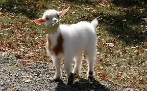 40 Pics Of Cute Goats Resting, Posing Or Just Derping Around