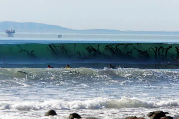 Estas algas a través del agua clara