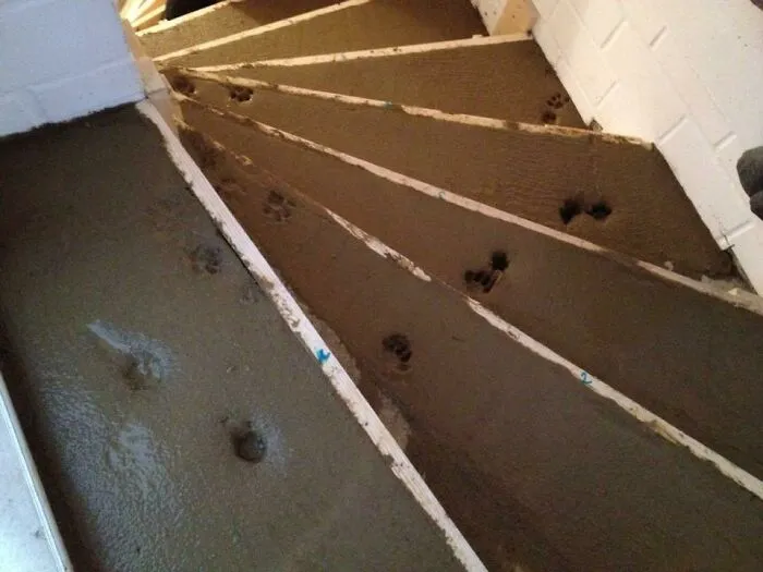 A Friend Is Renovating His House. He Also Has A Cat