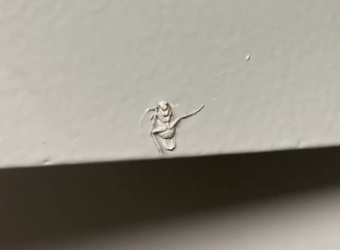 Landlords, Please Don’t Paint Over Cockroaches